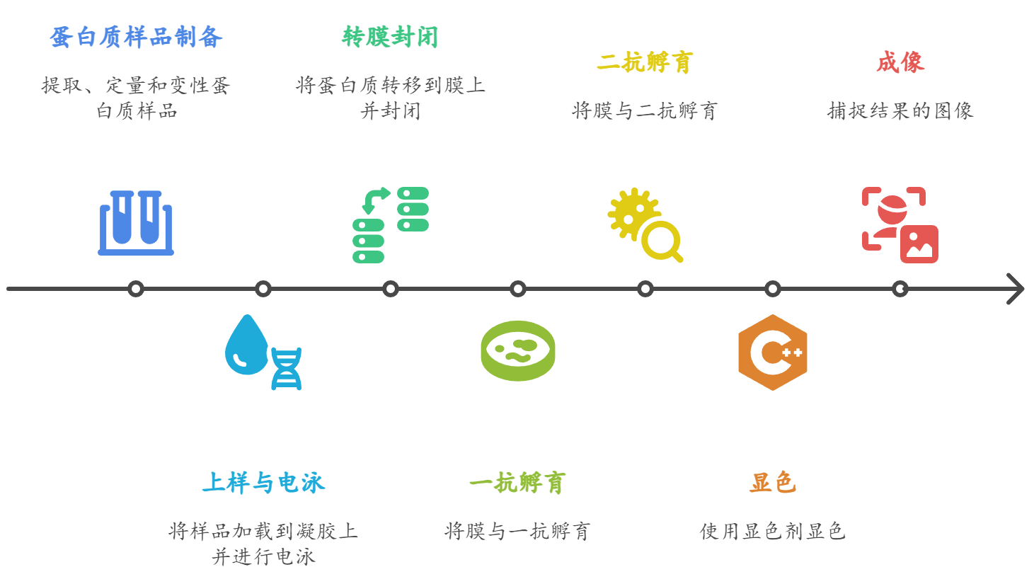 Western Blot实验步骤详解
